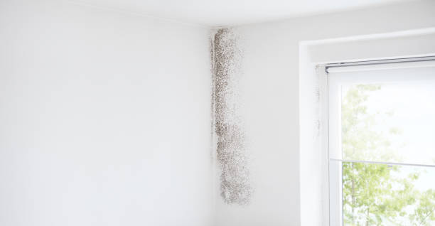 Mold Removal for HVAC Installations in Campbellsburg, KY