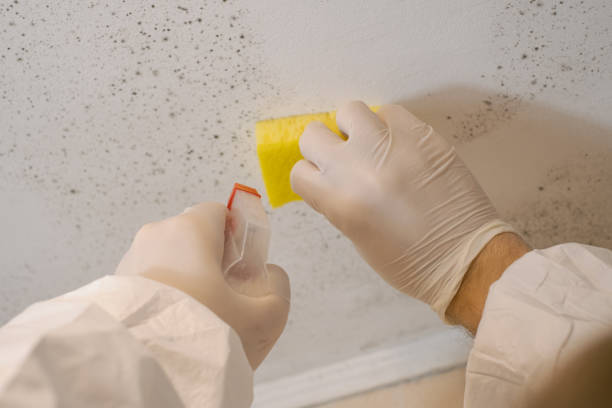 Mold Documentation for Insurance Claims in Campbellsburg, KY