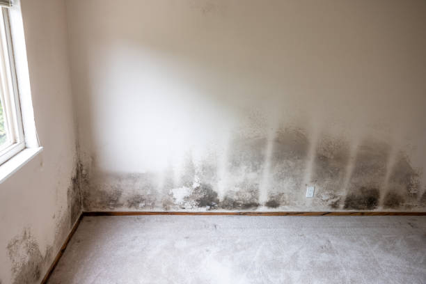Professional Mold Removal in Campbellsburg, KY