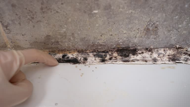 Best Environmental Consulting for Mold Prevention  in Campbellsburg, KY