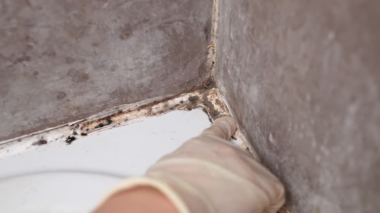 Best Mold Documentation for Insurance Claims  in Campbellsburg, KY